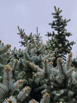 Blauwspar | Picea pungens 'Oldenburg'