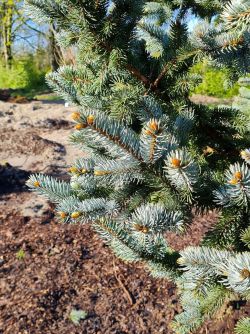 Blauwspar | Picea pungens 'Oldenburg'