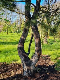 Oostenrijkse den | Pinus nigra 'Nigra' | Meerstammige den | Volwassen meerstammige den