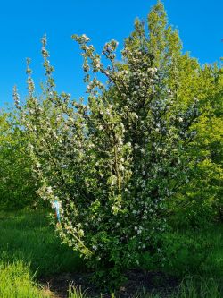 Wilde appel | Malus sylvestris | Appelstruik