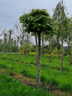 Bolesdoorn | Acer platanoides 'Globosum' | Bolesdoorn hoogstam |