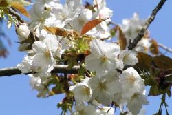 Prunus serrulata 'Shirotae' | Japanse sierkers | Witte Japanse sierkers