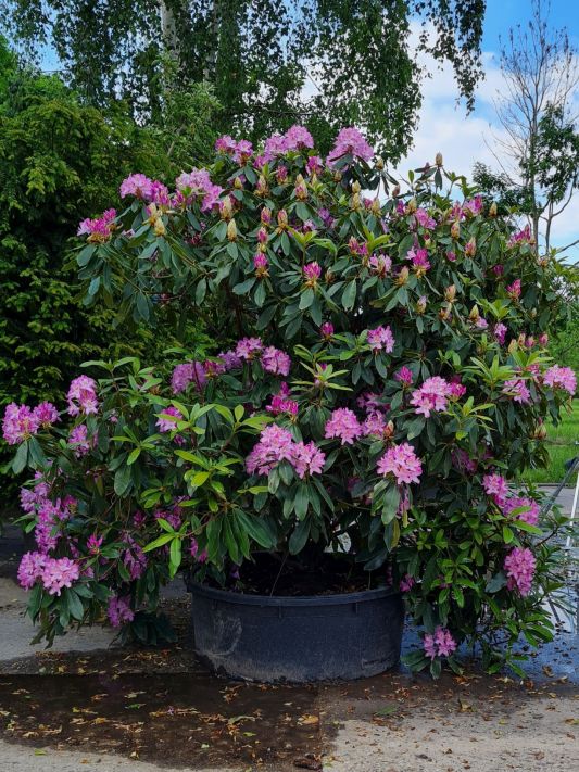 Rhododendron ponticum 'Roseum' | Bosrhododendron | Pontische rododendron