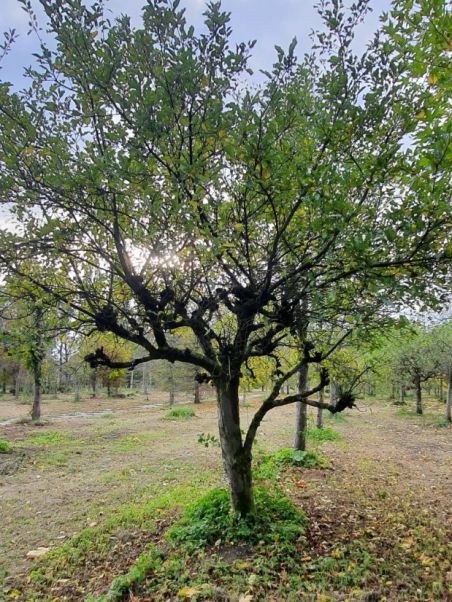Appelboom Sterappel