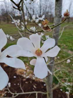 Japanse magnolia | Bloemen | Voorjaar