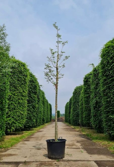 Europese netelboom