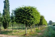 Volwassen Vormboom kopen? | Grote & Oude vormbomen
