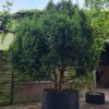 Taxus | Meerstammig Solitair
