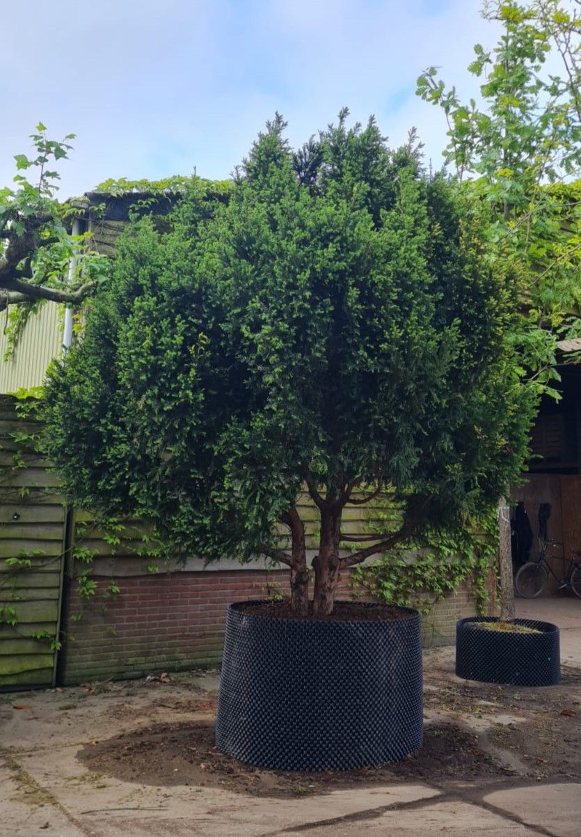 Taxus | Meerstammig Solitair