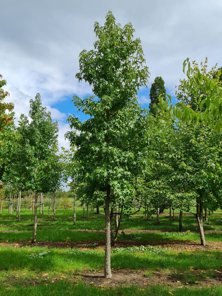 Amberboom | Hoogstam