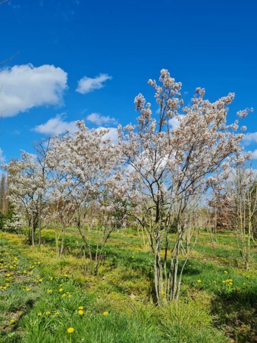 Amerikaans Krentenboompje | Meerstammig