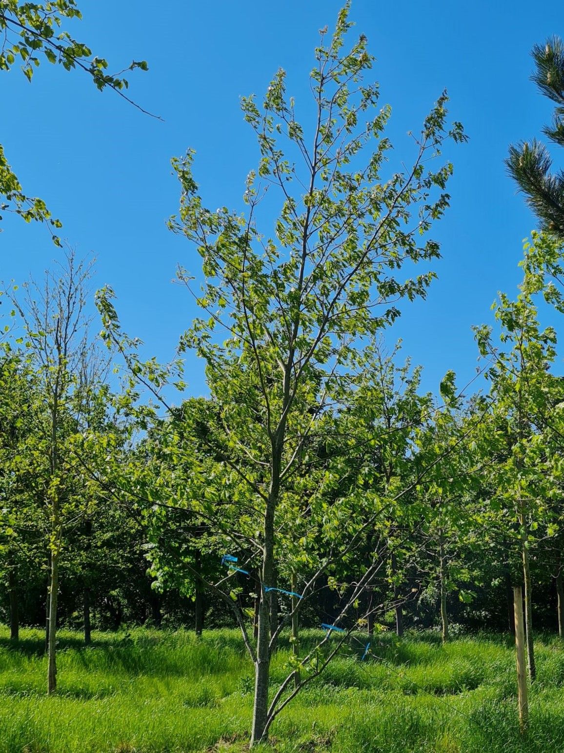 Amerikaanse eik | Laagstam