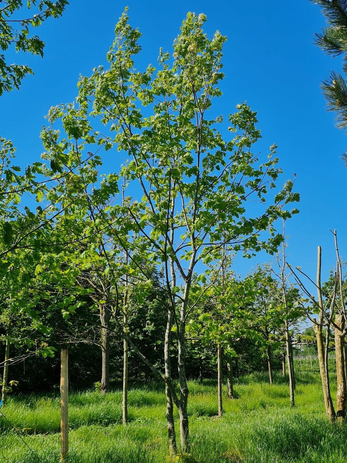 Amerikaanse eik | Meerstammig