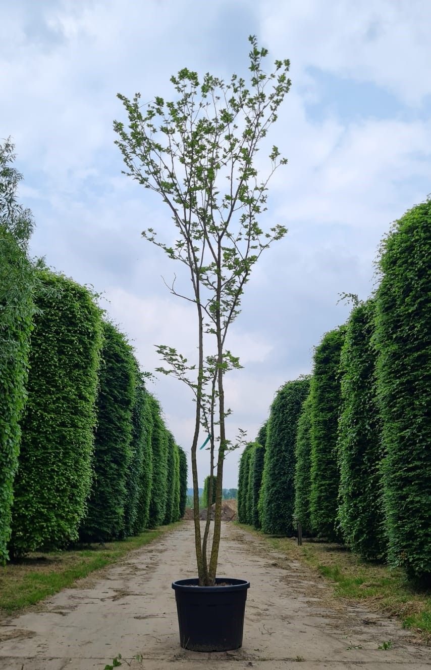 Westerse netelboom | Meerstammig