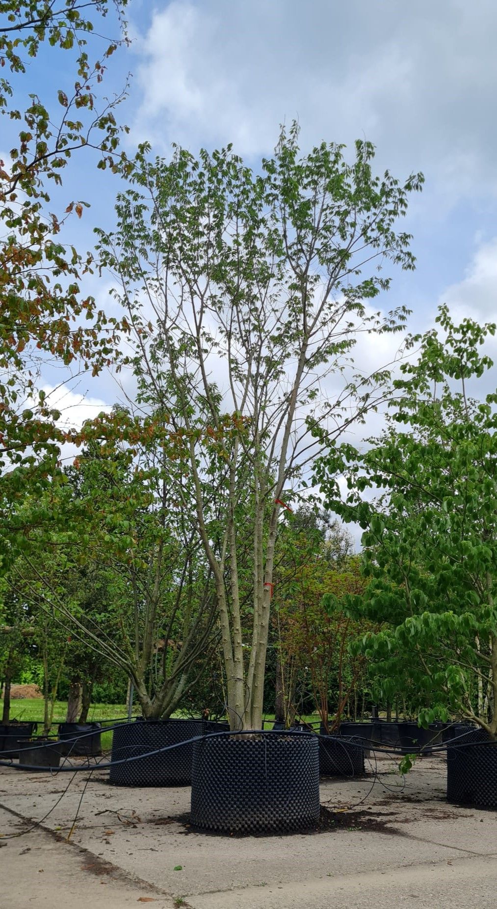 Europese netelboom | Meerstammig