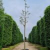 Europese netelboom | Hoogstam