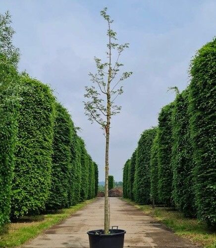 Europese netelboom | Hoogstam