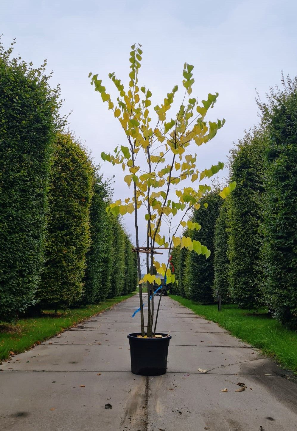 Amerikaanse judasboom | Meerstammig