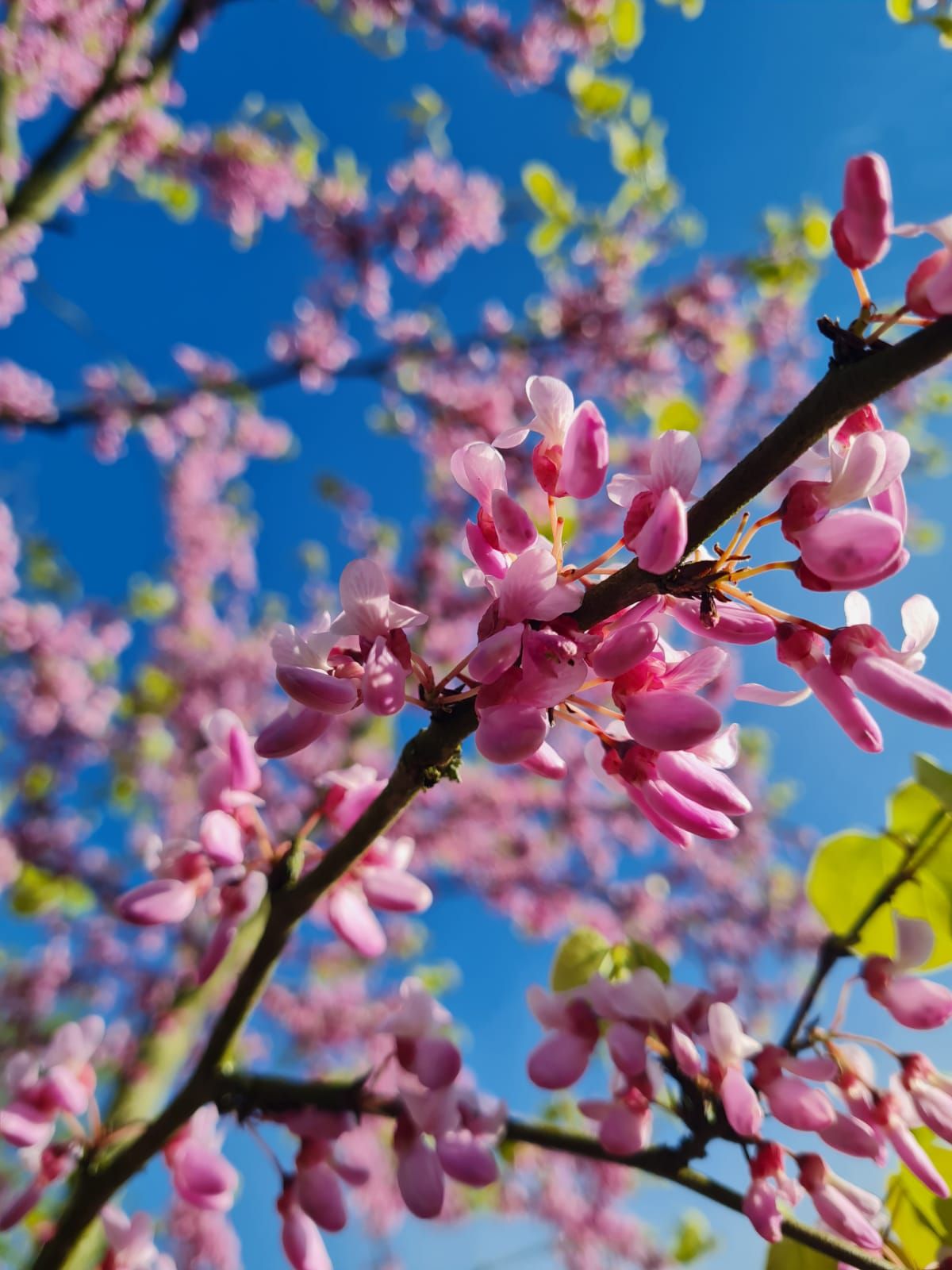 Europese Judasboom | Meerstammig