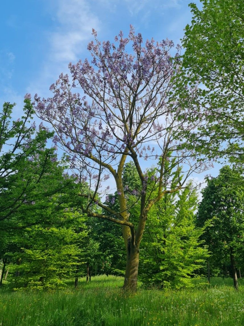 Anna Paulownaboom | Hoogstam