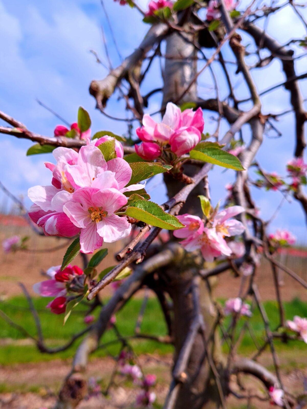 Appelboom 'Elstar' | Laagstam