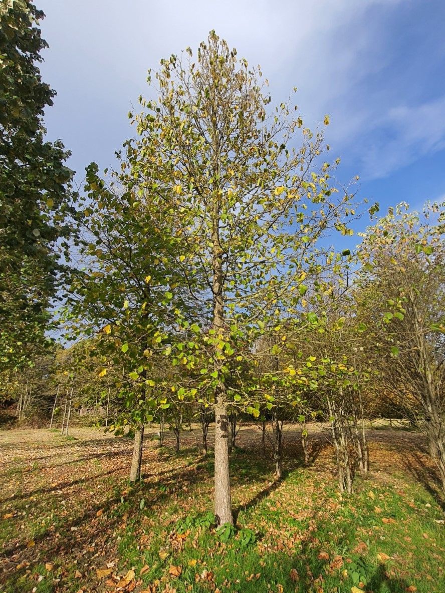 Boomhazelaar | Hoogstam