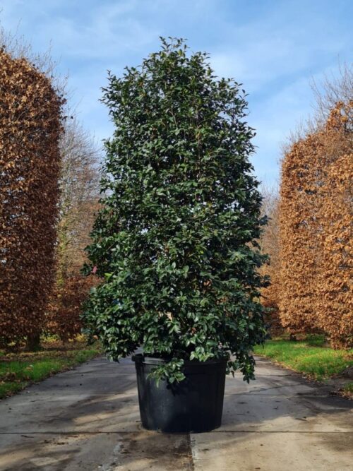 Camellia sasanqua | Struik