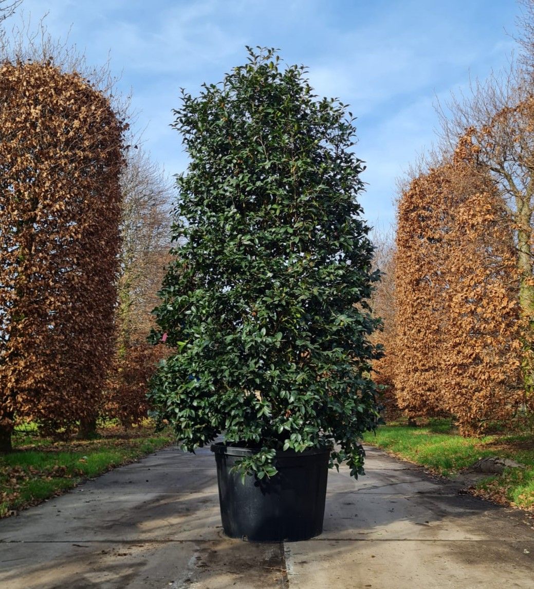 Camellia sasanqua | Struik