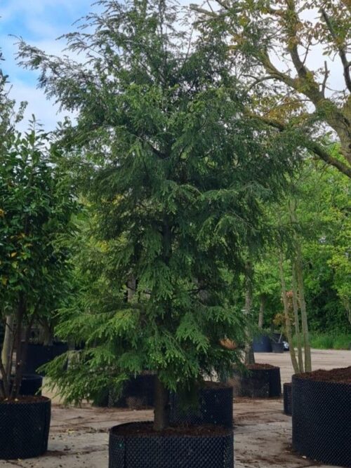 Canadese hemlock spar | Laagstam