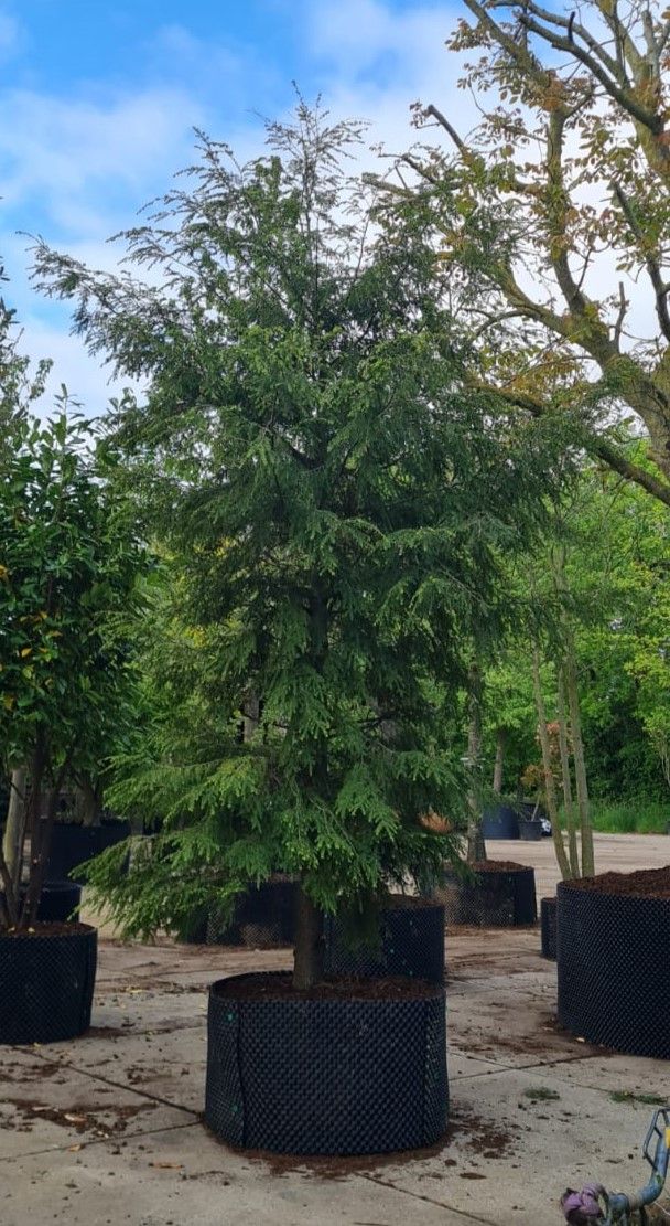 Canadese hemlock spar | Laagstam