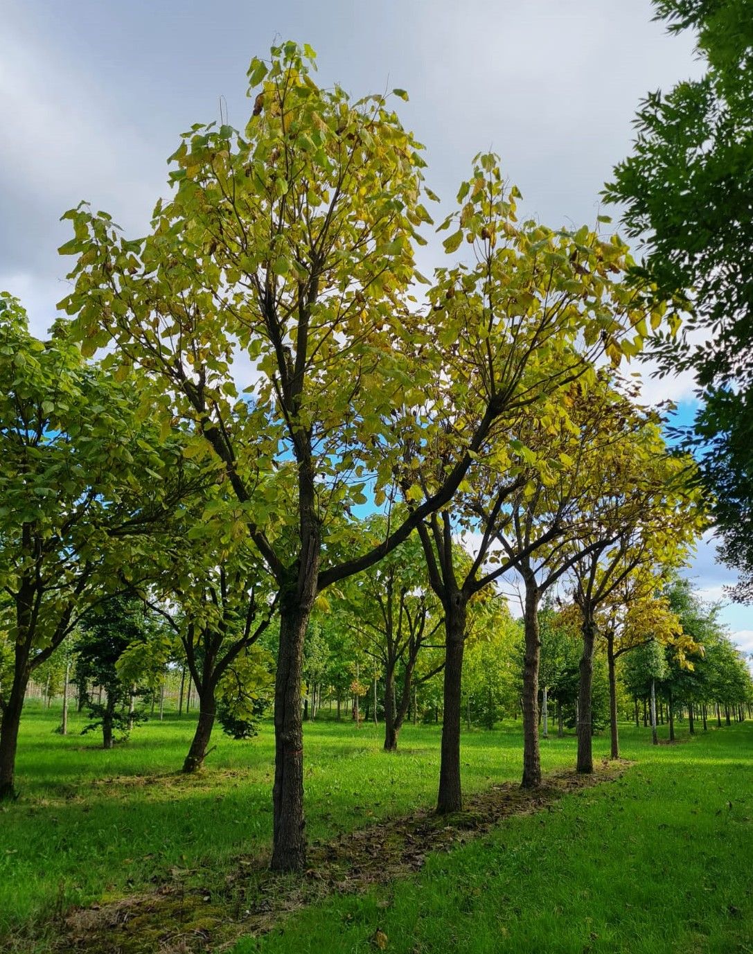 Trompetboom| Hoogstam