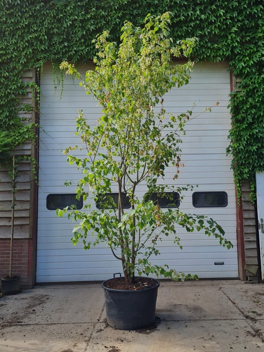 Chinese Esdoorn | Meerstammig