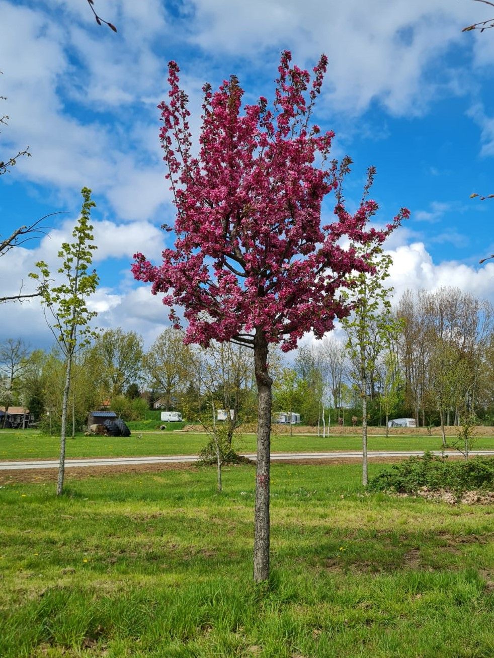 Chinese sierappel | Hoogstam