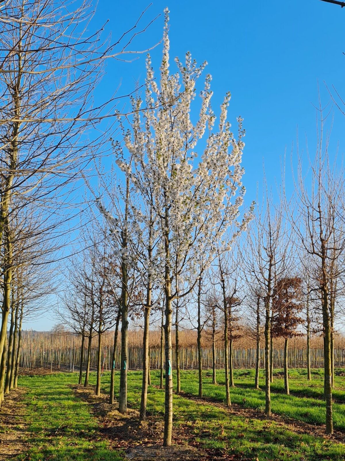 Chinese sierkers | Hoogstam