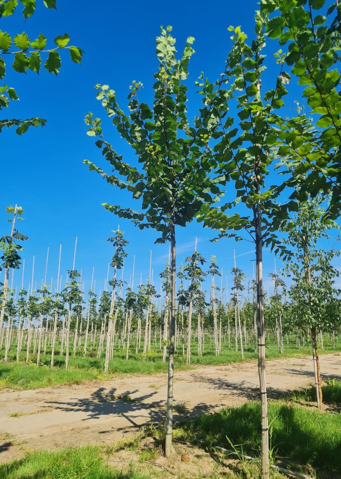 Fladderiep | Hoogstam