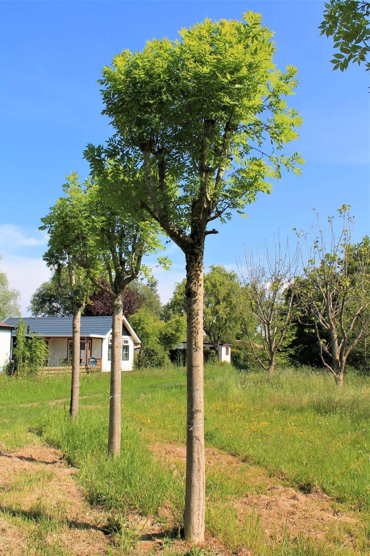 Gewone Es | Knotvorm