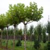 Plataan | Franse knotvorm