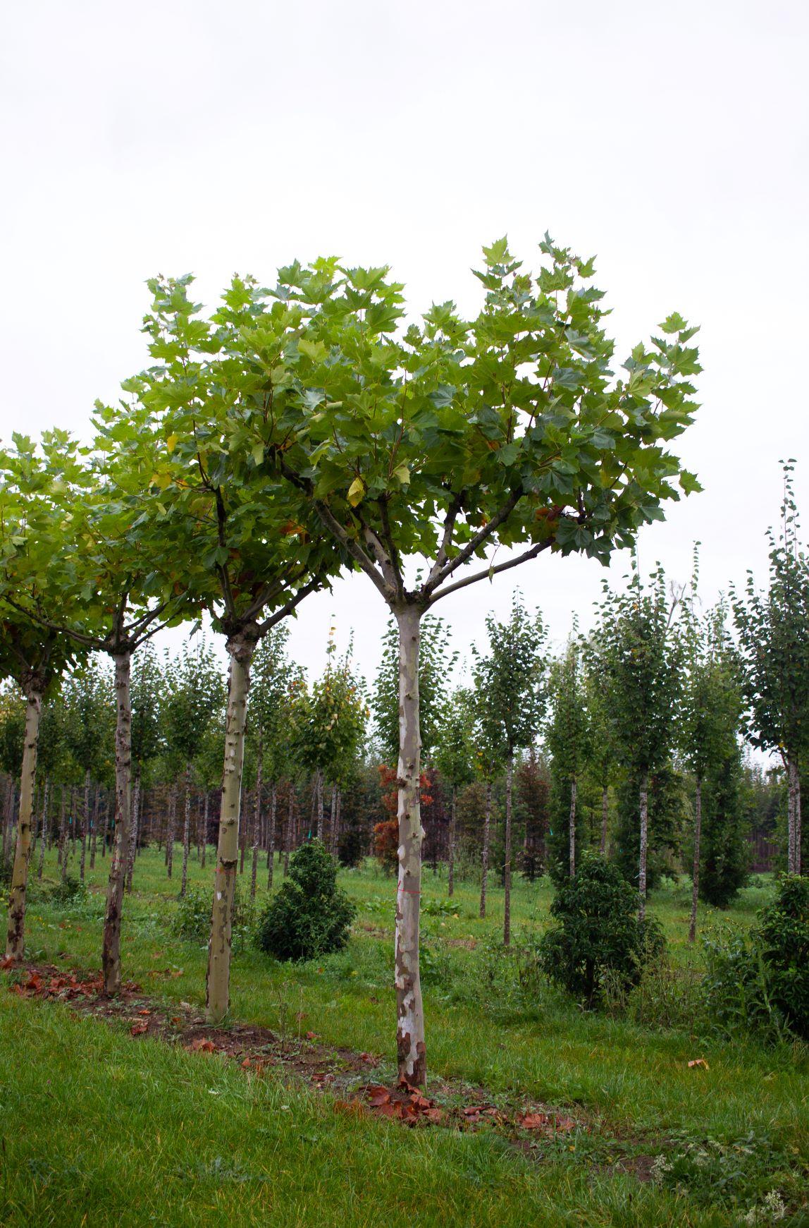 Plataan | Franse knotvorm