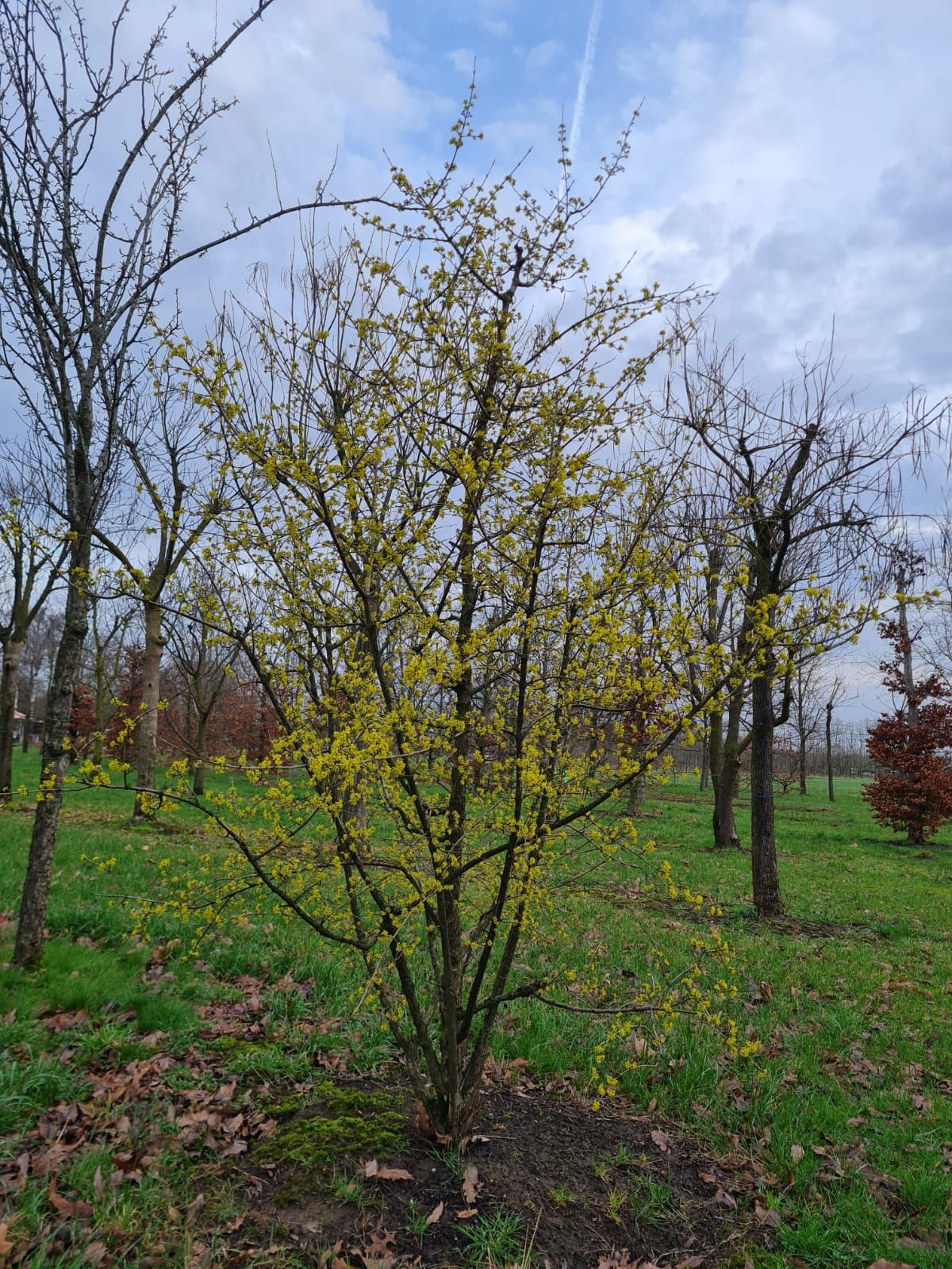 Gele kornoelje | Meerstammig