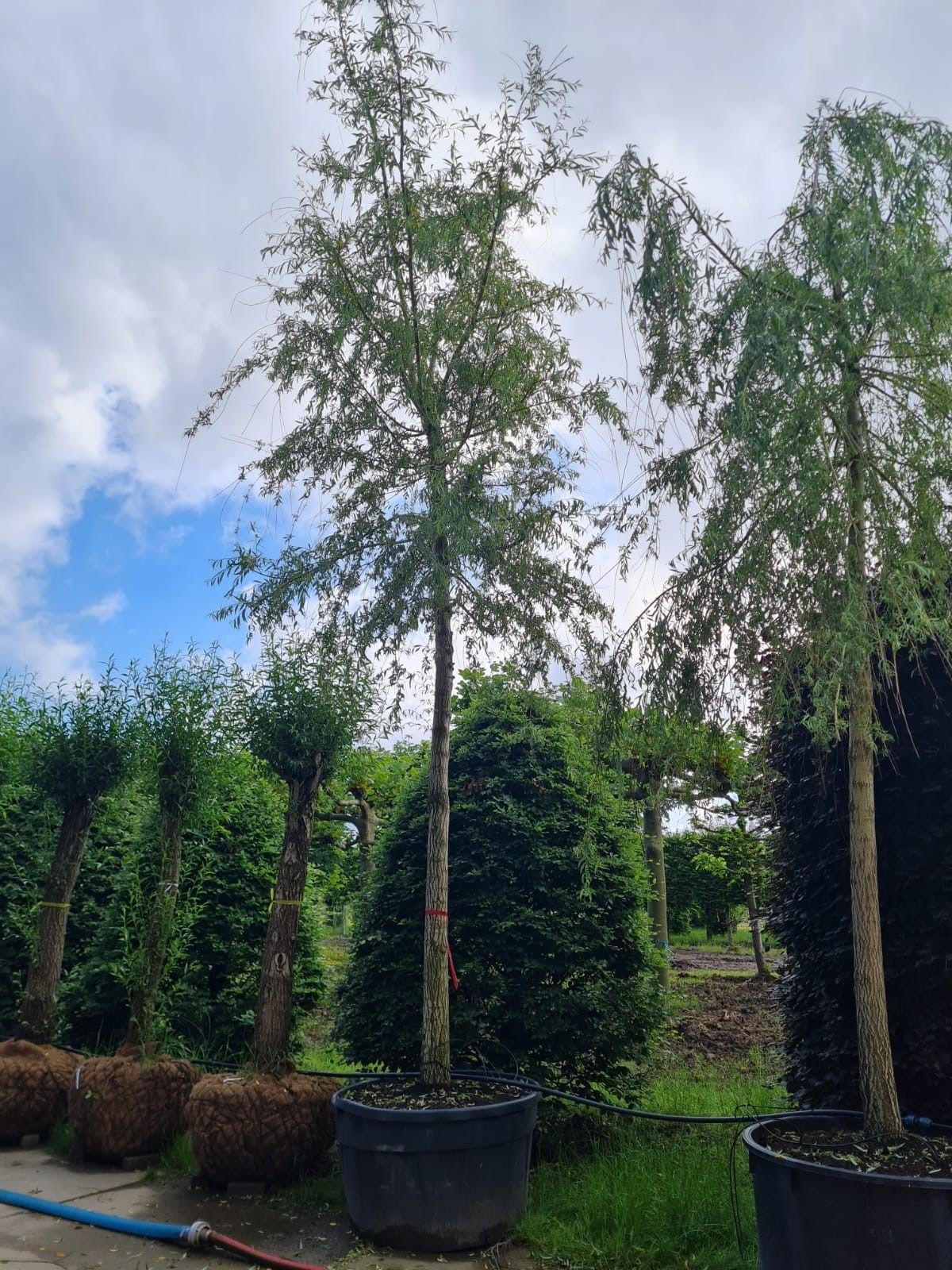 Gele treurwilg | Hoogstam