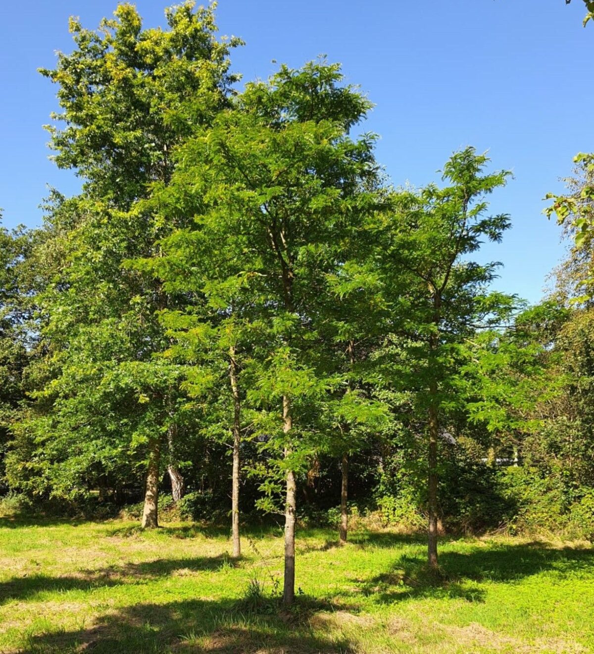 Gele valse Christusdoorn | Hoogstam