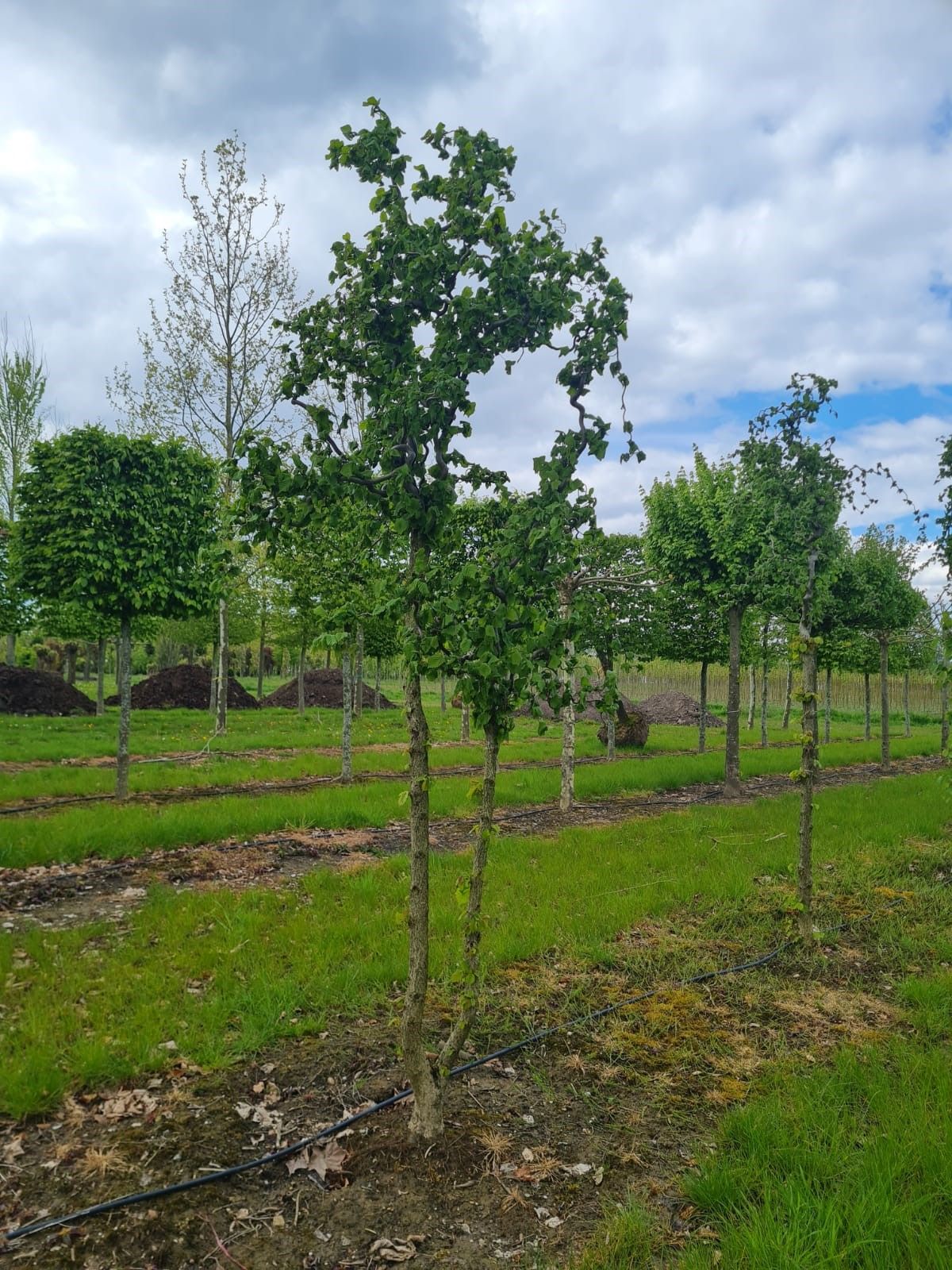 Kronkelhazelaar | Meerstammig