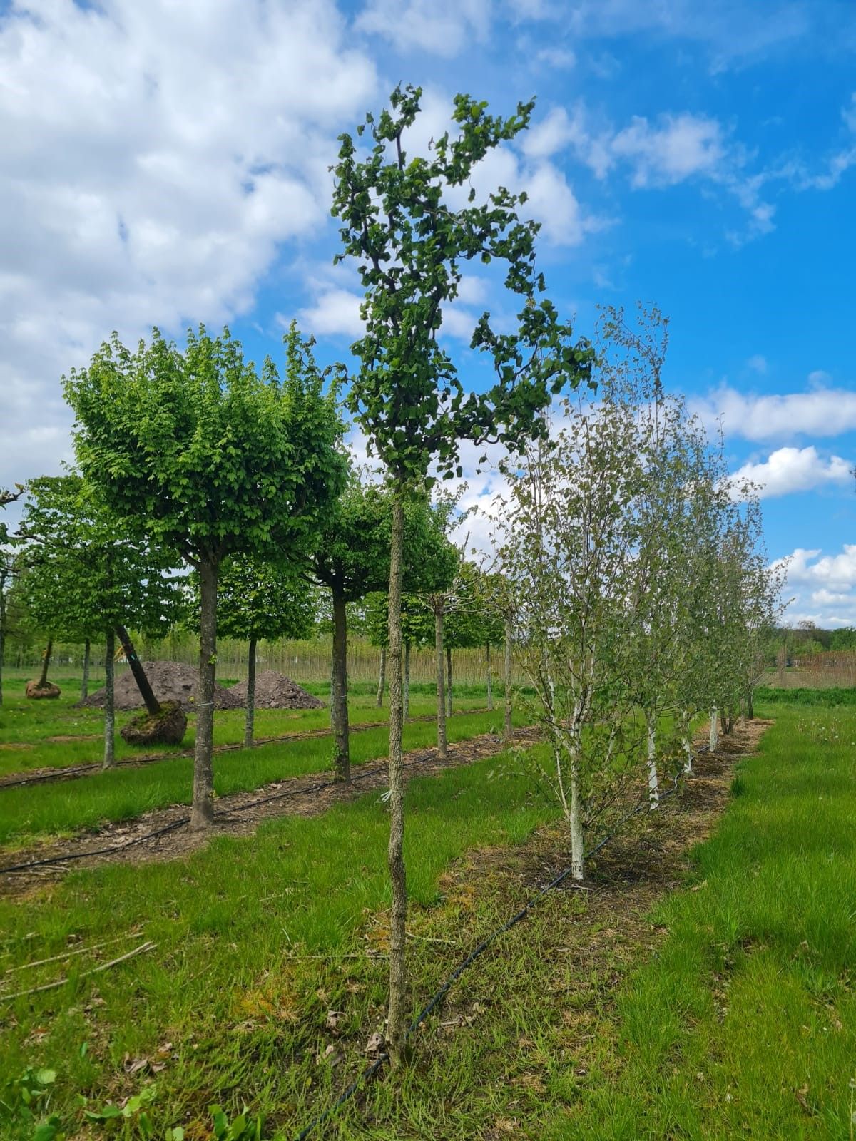 Kronkelhazelaar | Hoogstam