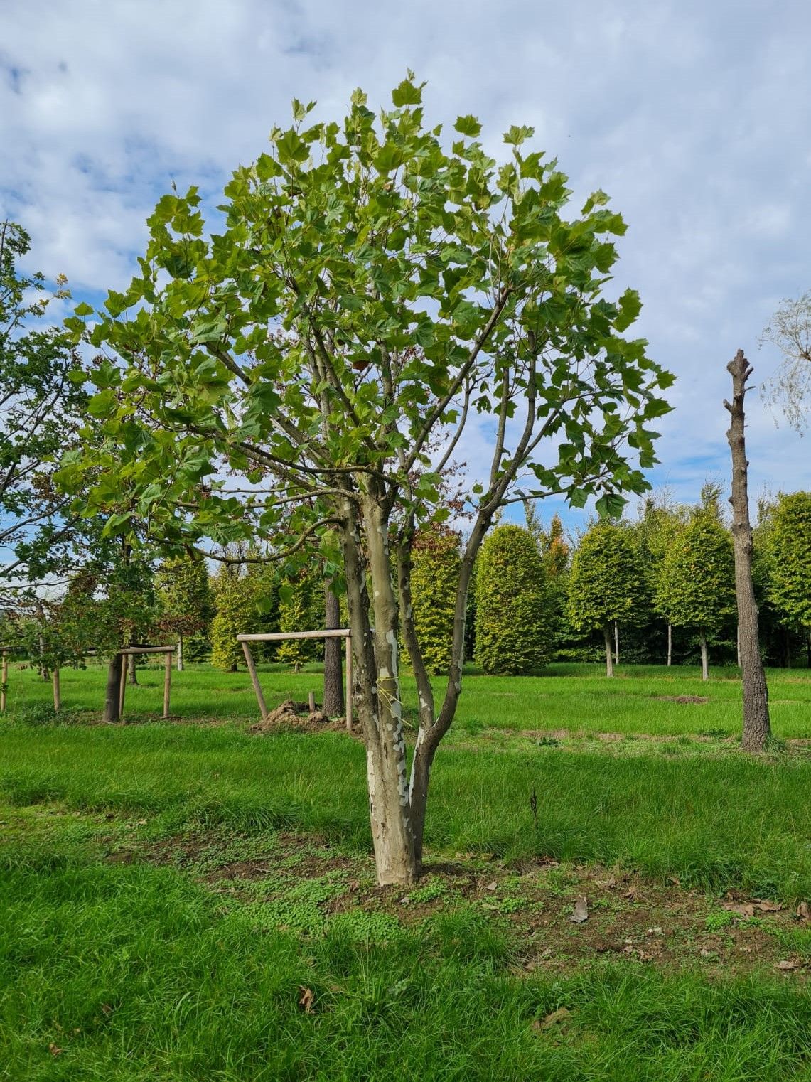 Plataan | Meerstammig