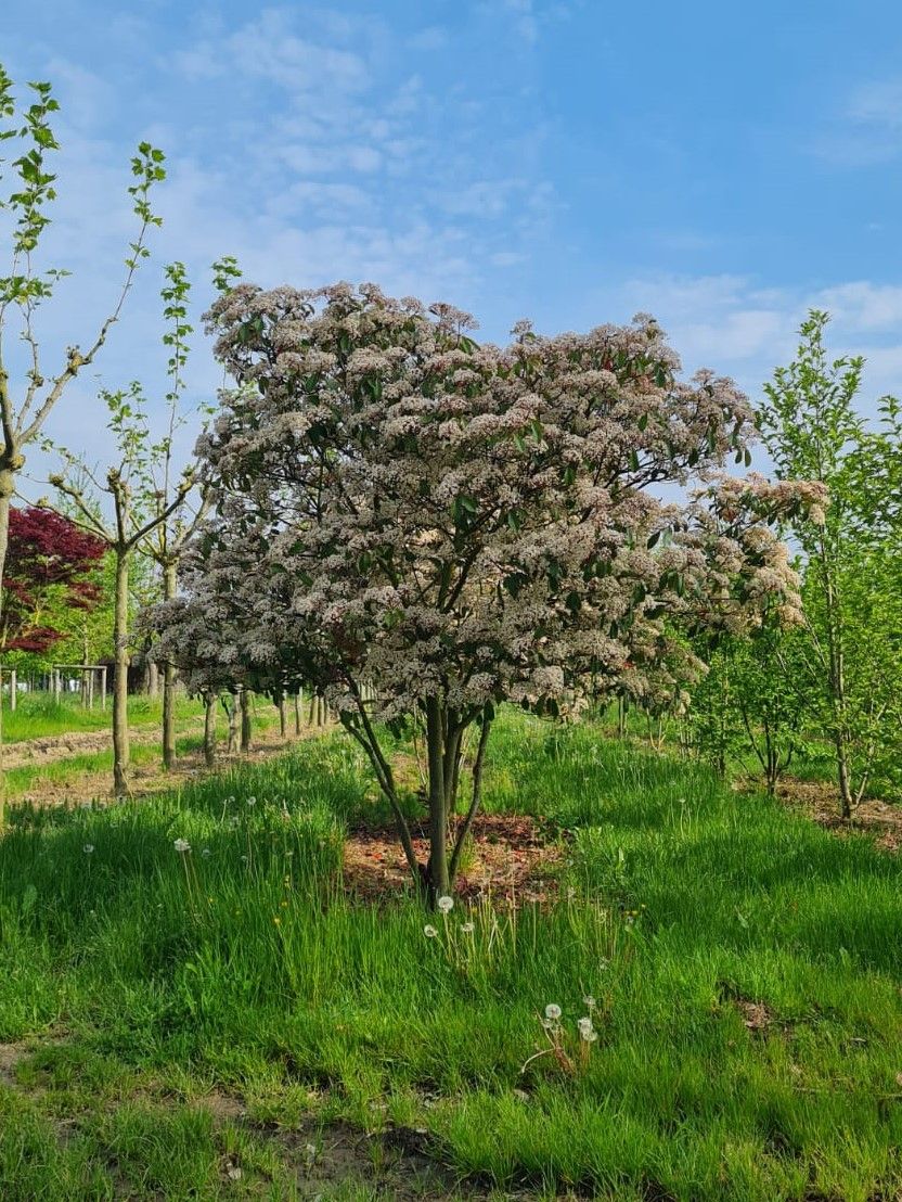 Glansmispel | Meerstammig