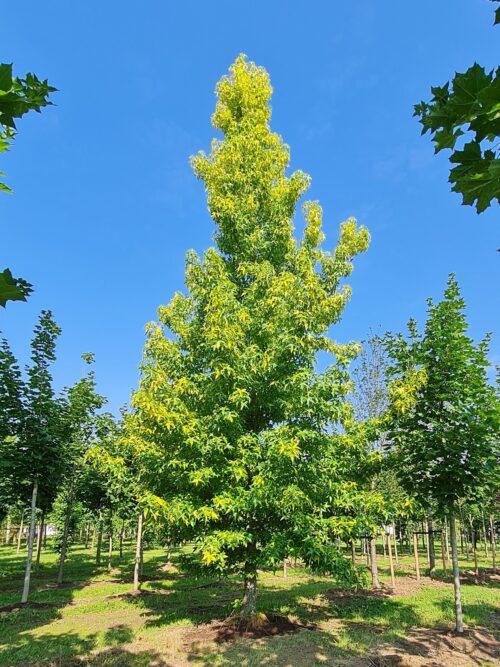 Bontbladige amberboom | Laagstam