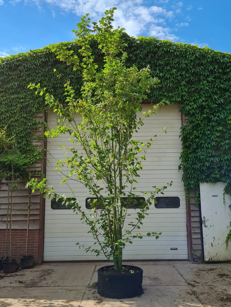 Grijze streepjesbast esdoorn | Meerstammig