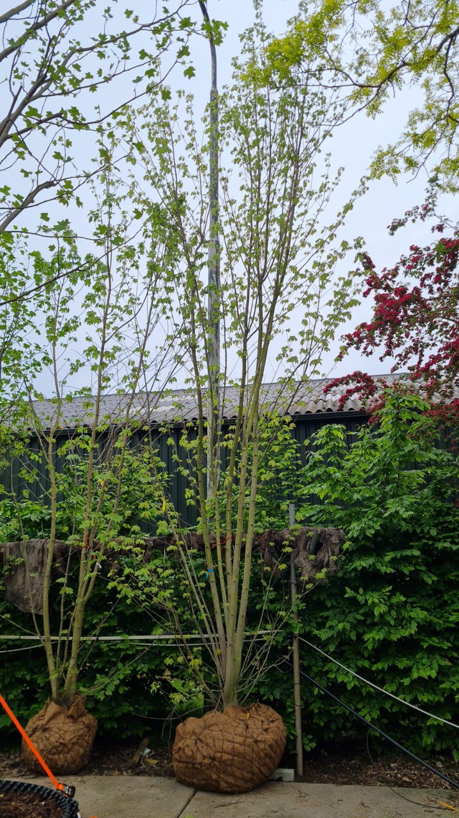 Witte esdoorn | Meerstammig