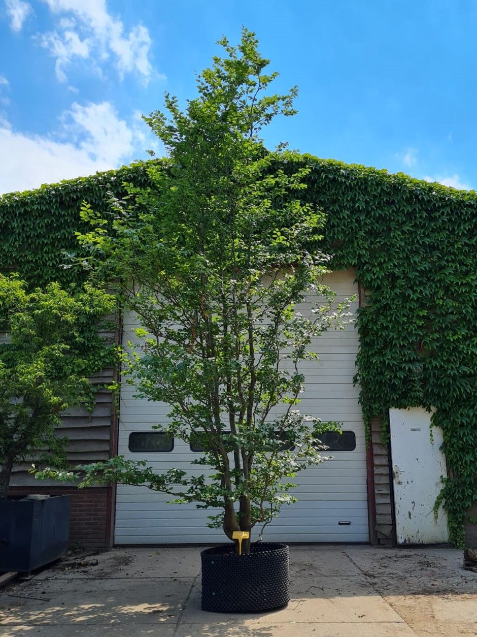 Groene beuk | Meerstammig