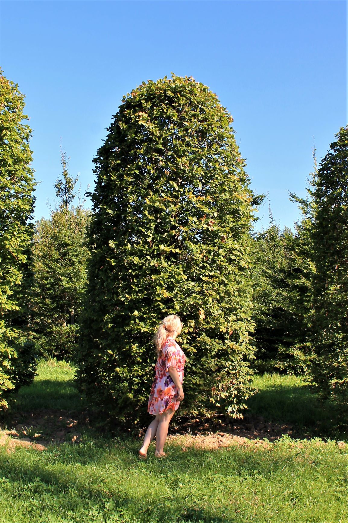 Groene beuk | Bijenkorfvorm